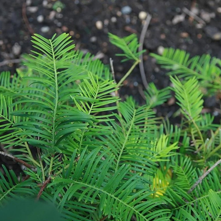 Prostrata Japanese Plum Yew spreading with dark green evergreen needles