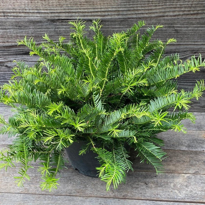 Prostrata Japanese Plum Yew spreading with dark green evergreen needles