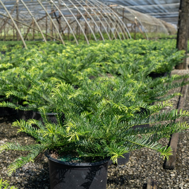 Prostrata Japanese Plum Yew spreading with dark green evergreen needles