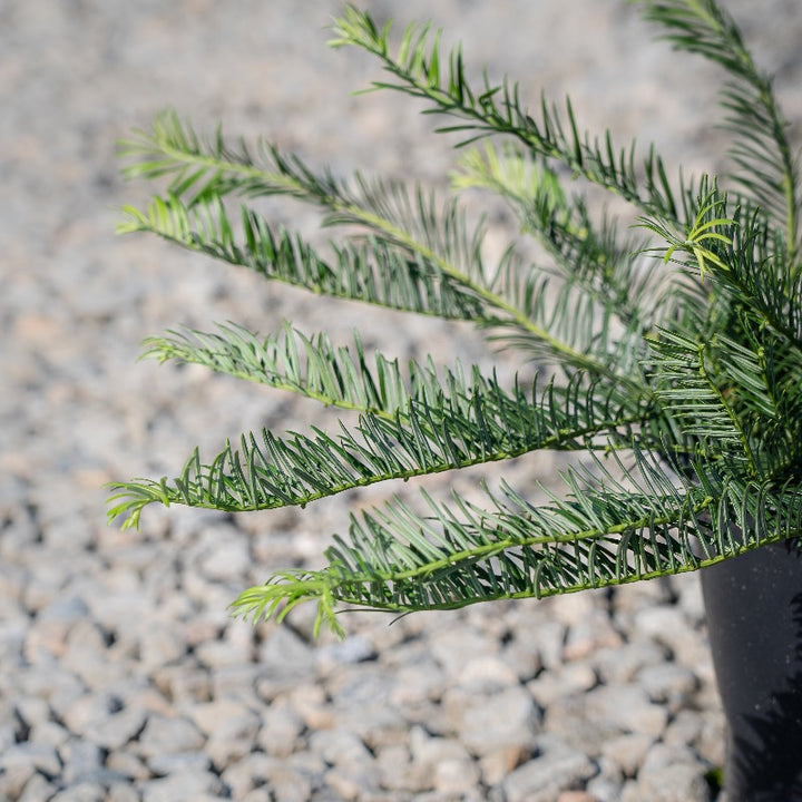 Prostrata Japanese Plum Yew spreading with dark green evergreen needles