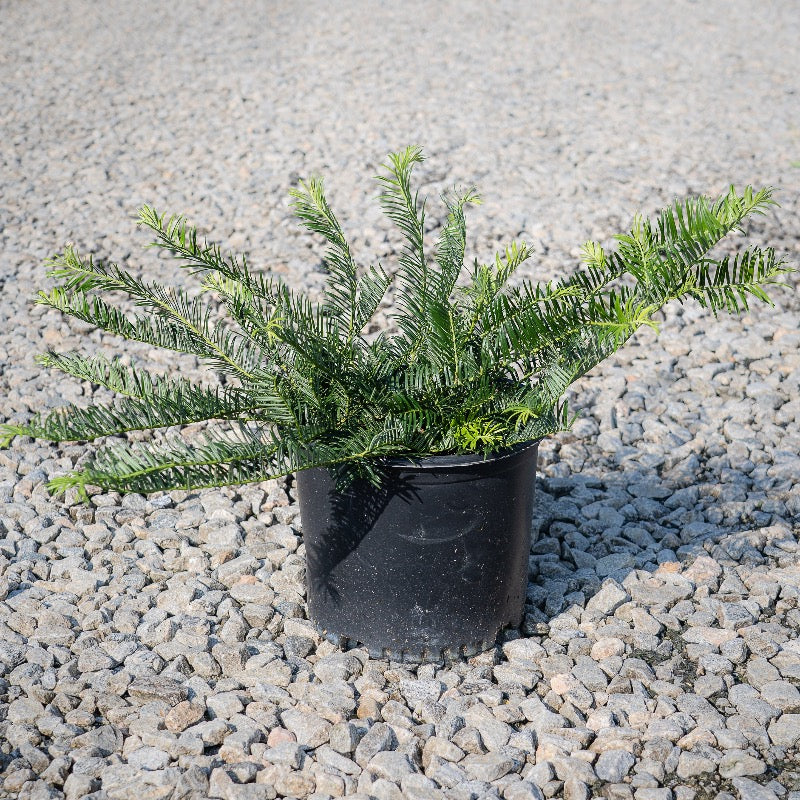 Prostrata Japanese Plum Yew spreading with dark green evergreen needles