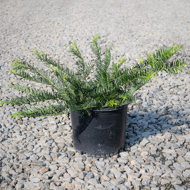 Prostrata Japanese Plum Yew spreading with dark green evergreen needles
