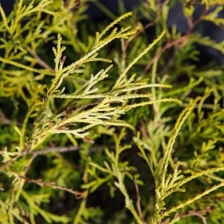 Golden Mop Cypress with thread-like golden evergreen foliage