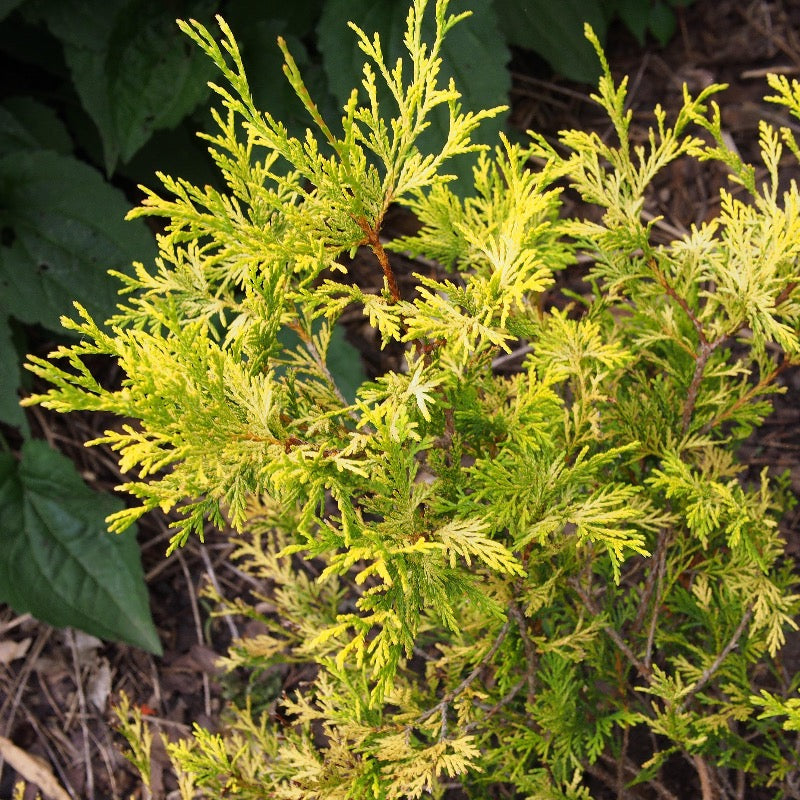 Golden Mop Cypress with thread-like golden evergreen foliage
