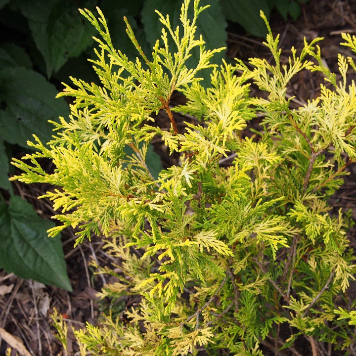 Golden Mop Cypress with thread-like golden evergreen foliage