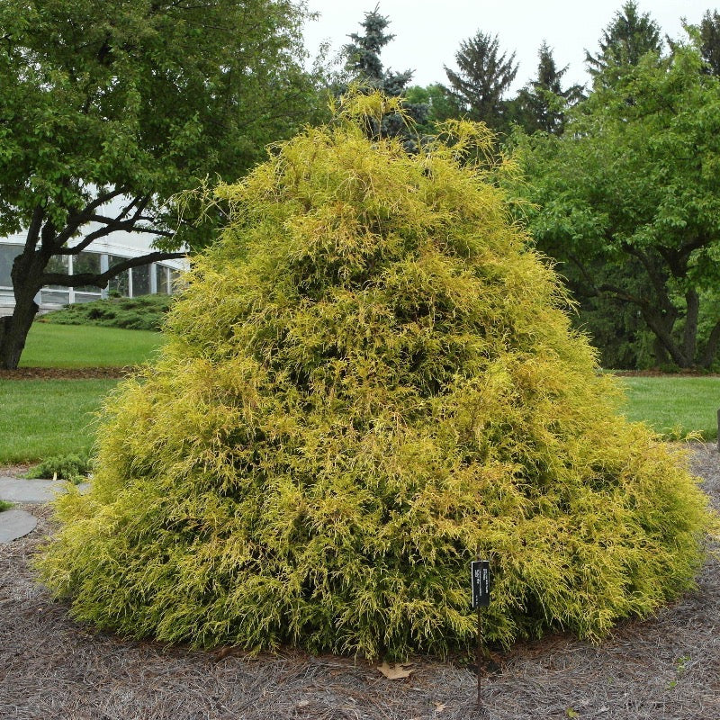 Golden Mop Cypress with thread-like golden evergreen foliage