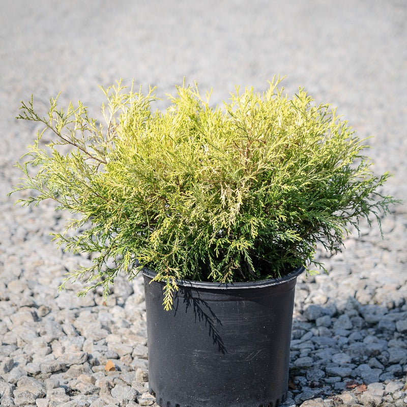 Golden Mop Cypress with thread-like golden evergreen foliage