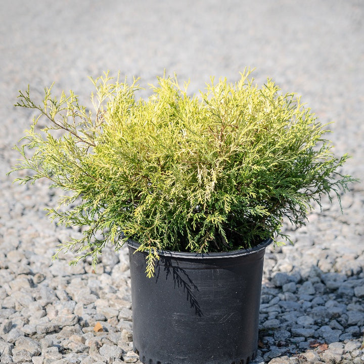 Golden Mop Cypress with thread-like golden evergreen foliage