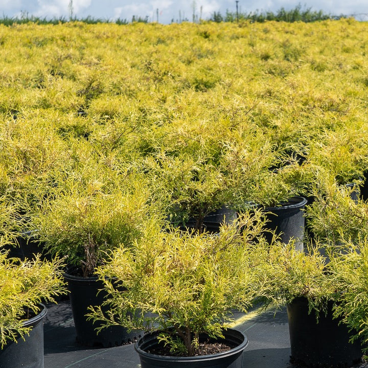 Golden Mop Cypress with thread-like golden evergreen foliage