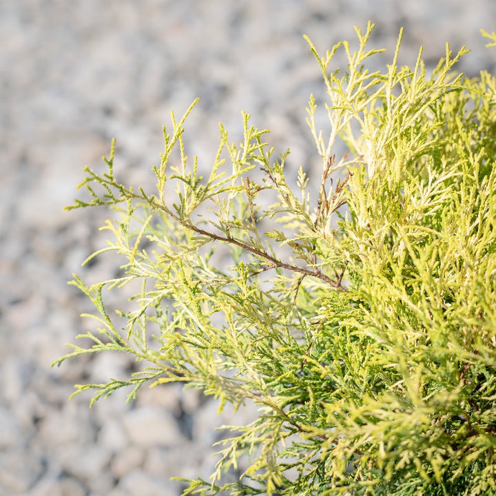 Golden Mop Cypress with thread-like golden evergreen foliage