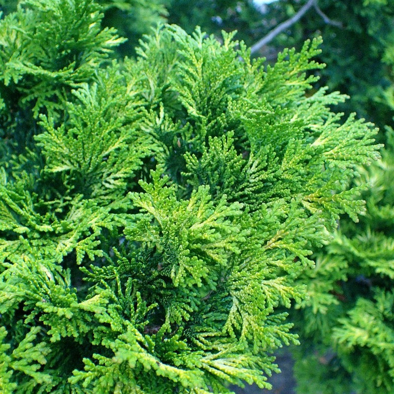 Verdonii Hinoki Cypress with bright chartreuse evergreen foliage