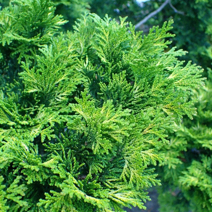 Verdonii Hinoki Cypress with bright chartreuse evergreen foliage
