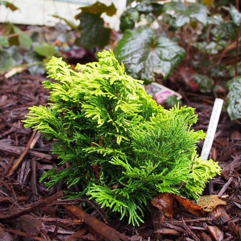 Verdonii Hinoki Cypress with bright chartreuse evergreen foliage