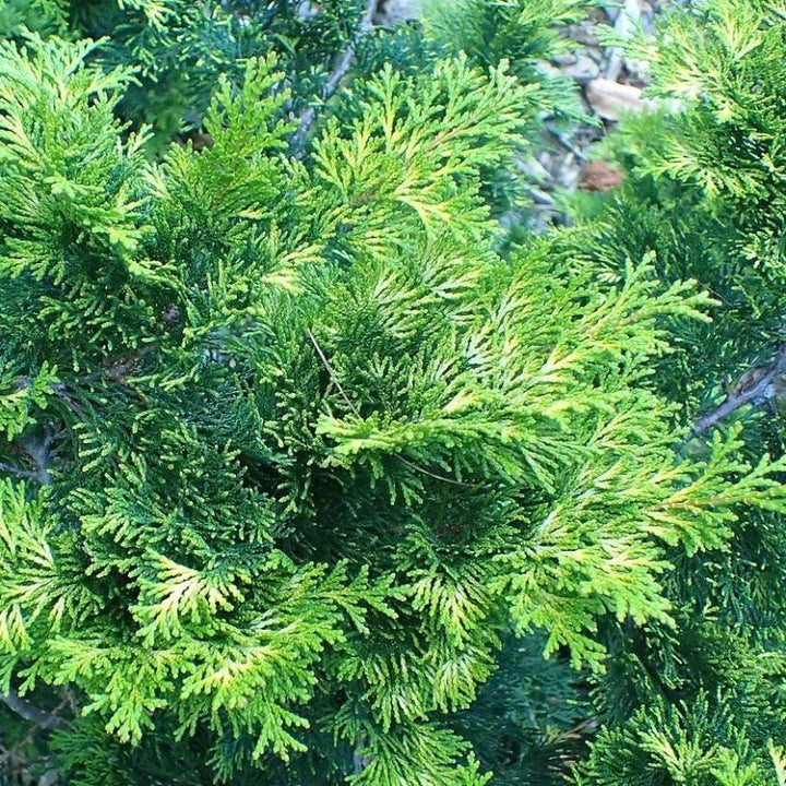 Verdonii Hinoki Cypress with bright chartreuse evergreen foliage