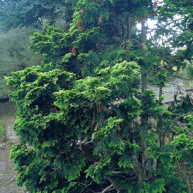 Verdonii Hinoki Cypress with bright chartreuse evergreen foliage