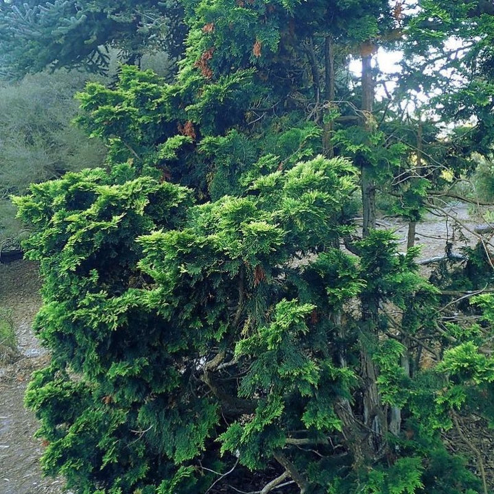 Verdonii Hinoki Cypress with bright chartreuse evergreen foliage
