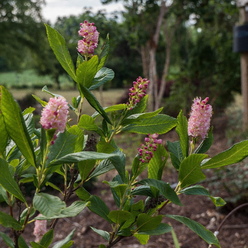 Ruby Spice Summersweet with fragrant rosy pink flower spikes