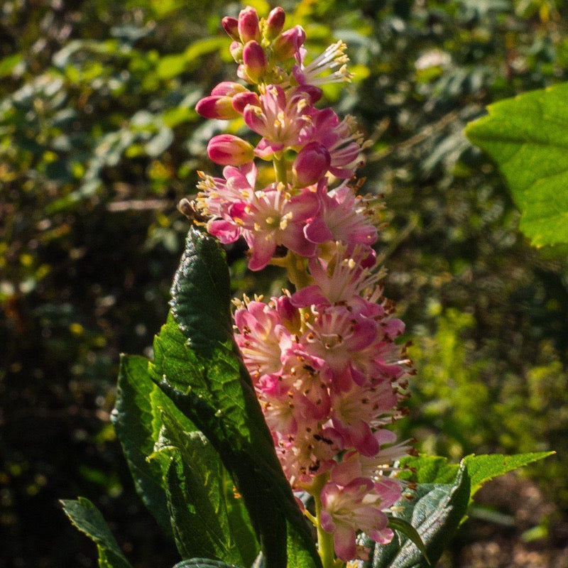 Ruby Spice Summersweet with fragrant rosy pink flower spikes