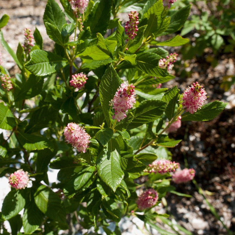 Ruby Spice Summersweet with fragrant rosy pink flower spikes