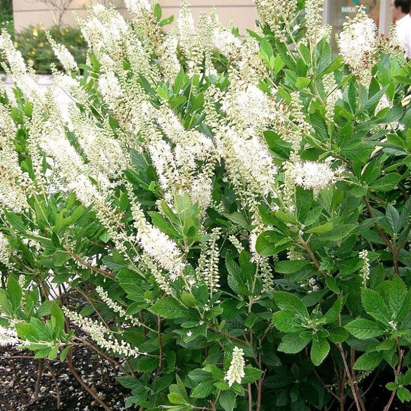 Sixteen Candles Summersweet with fragrant white flower spikes