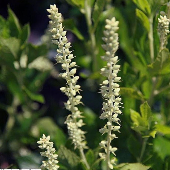 Sixteen Candles Summersweet with fragrant white flower spikes