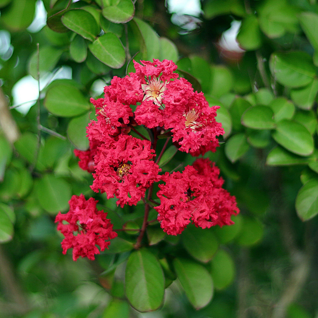 Ruffled Red Magic Crape Myrtle with rich red flowers