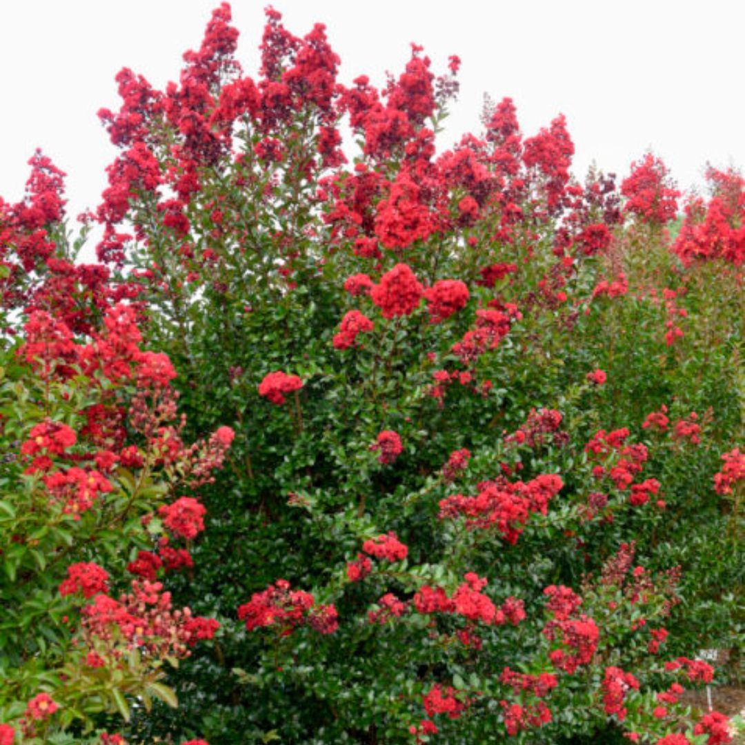 Ruffled Red Magic Crape Myrtle with rich red flowers