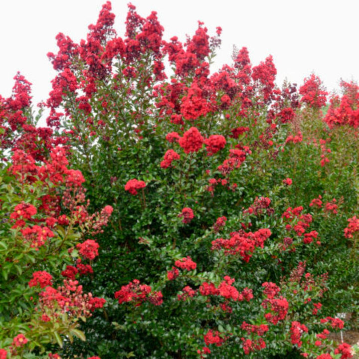 Ruffled Red Magic Crape Myrtle with rich red flowers