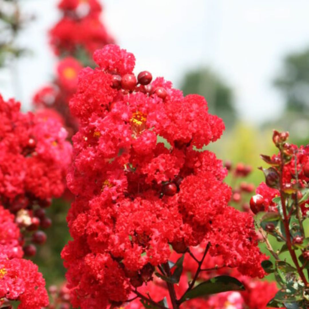 Ruffled Red Magic Crape Myrtle with rich red flowers
