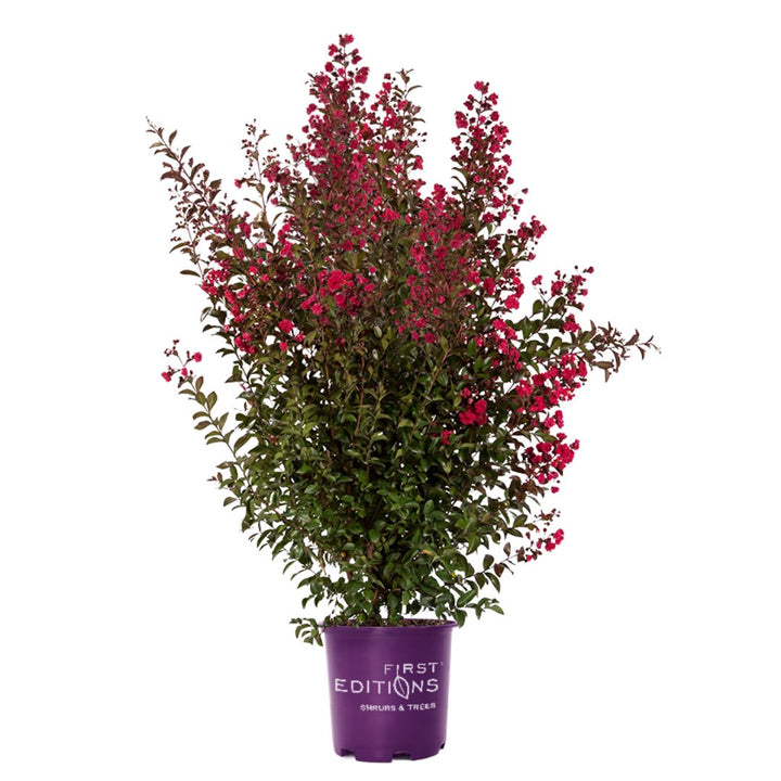 Ruffled Red Magic Crape Myrtle with rich red flowers