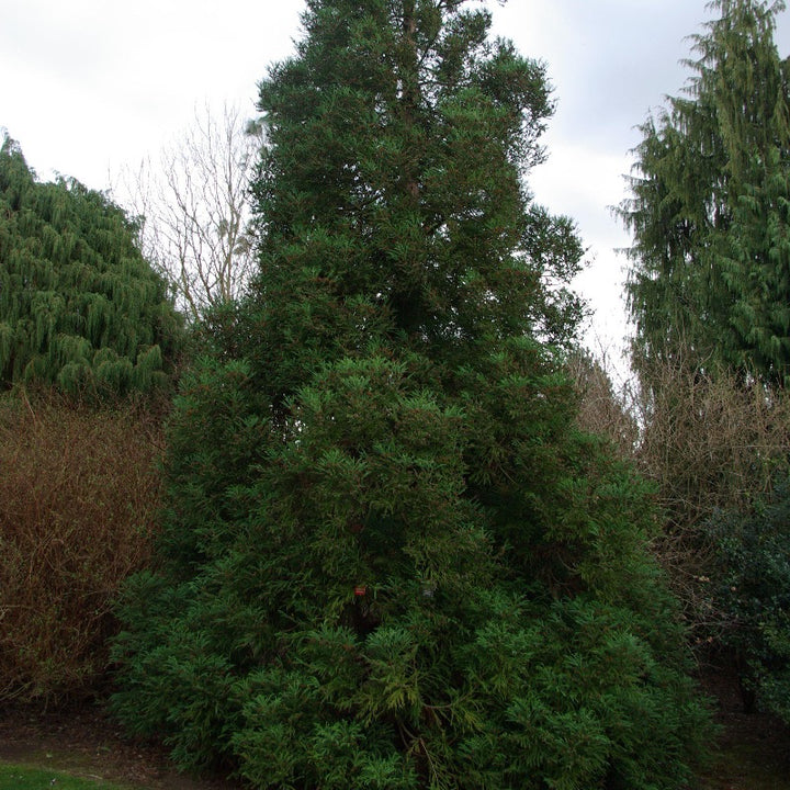 Radicans Japanese Cedar with soft green pyramidal evergreen foliage