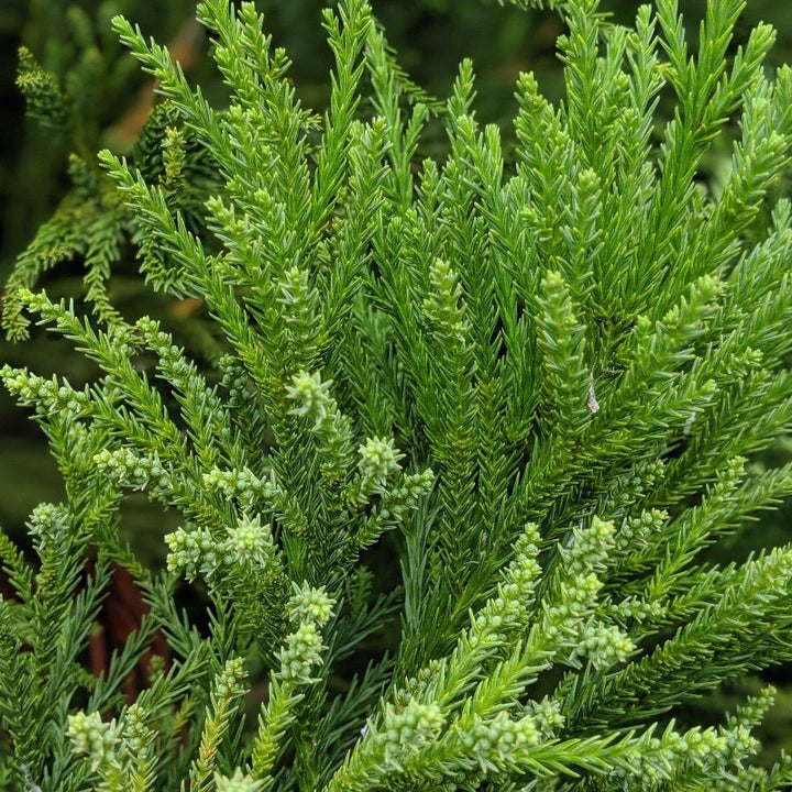 Radicans Japanese Cedar with soft green pyramidal evergreen foliage