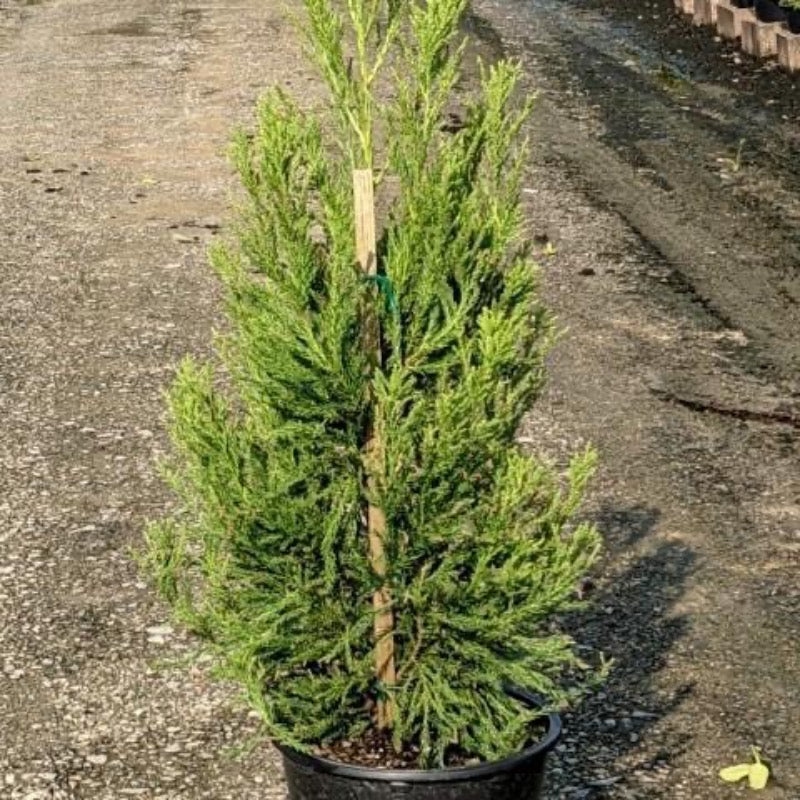 Radicans Japanese Cedar with soft green pyramidal evergreen foliage