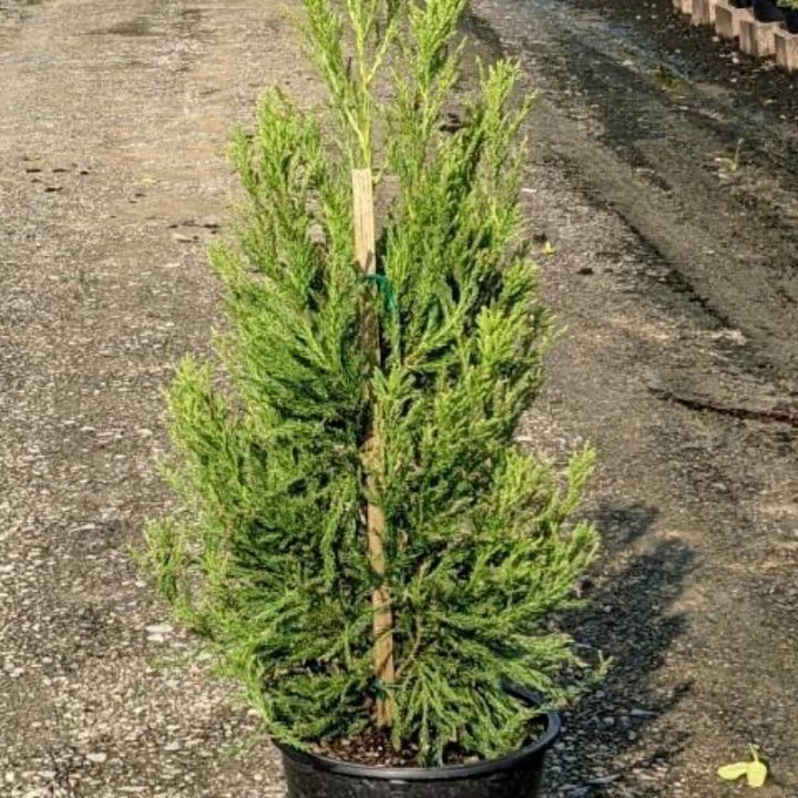 Radicans Japanese Cedar with soft green pyramidal evergreen foliage