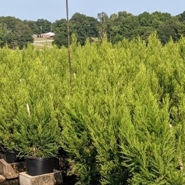 Radicans Japanese Cedar with soft green pyramidal evergreen foliage