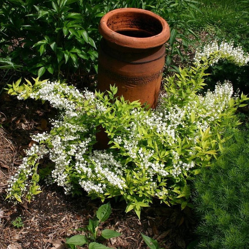 Chardonnay Pearls Deutzia with lemon lime foliage and white flowers