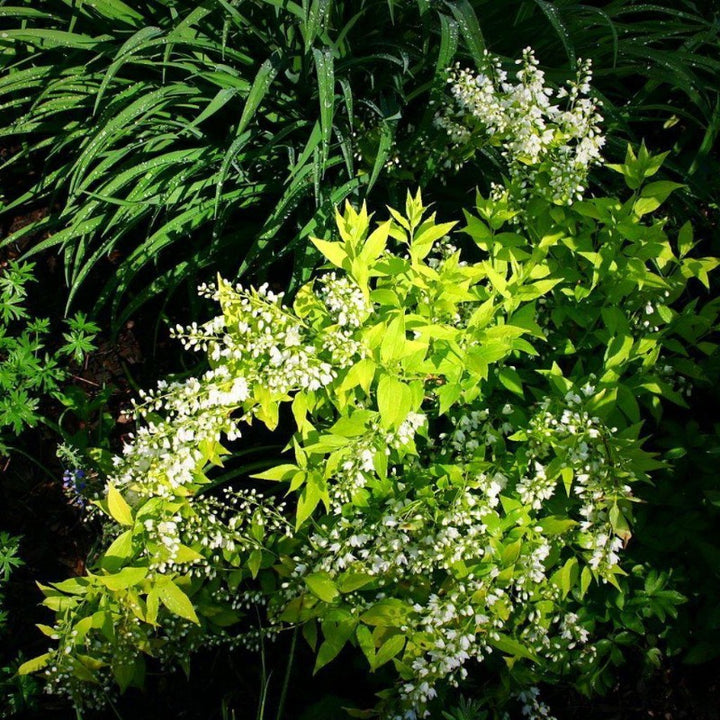 Chardonnay Pearls Deutzia with lemon lime foliage and white flowers