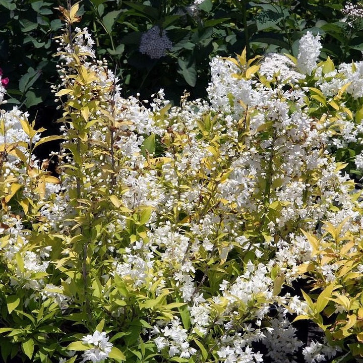 Chardonnay Pearls Deutzia with lemon lime foliage and white flowers