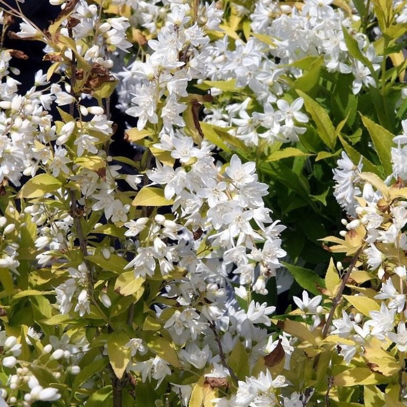 Chardonnay Pearls Deutzia with lemon lime foliage and white flowers