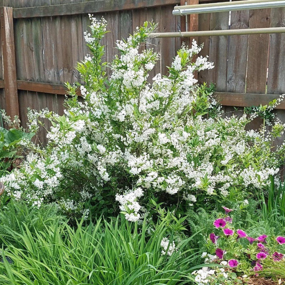 Nikko Dwarf Deutzia with white flowers and mounding green foliage