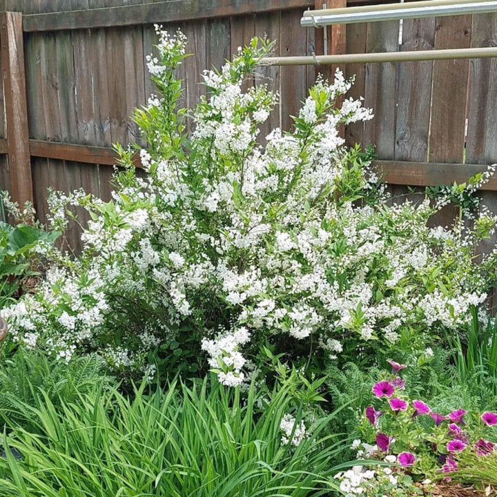 Nikko Dwarf Deutzia with white flowers and mounding green foliage