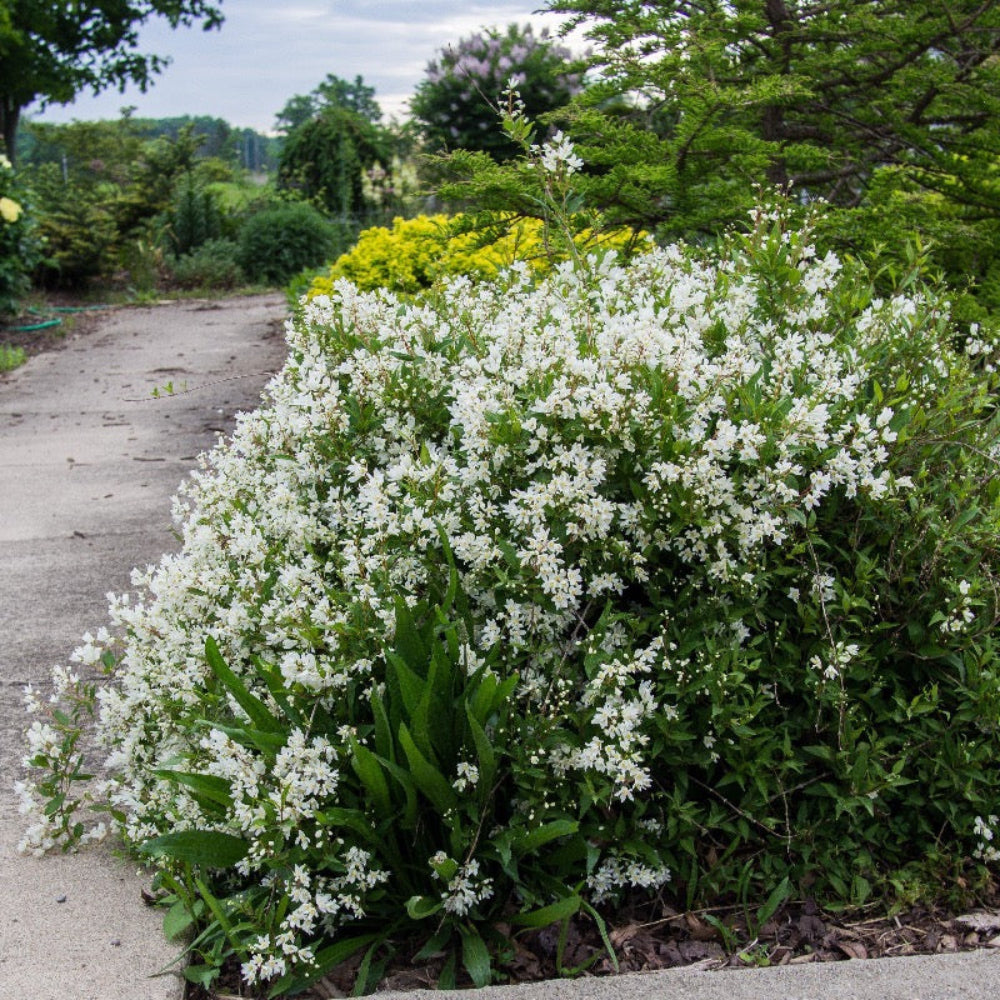 Nikko Dwarf Deutzia with white flowers and mounding green foliage