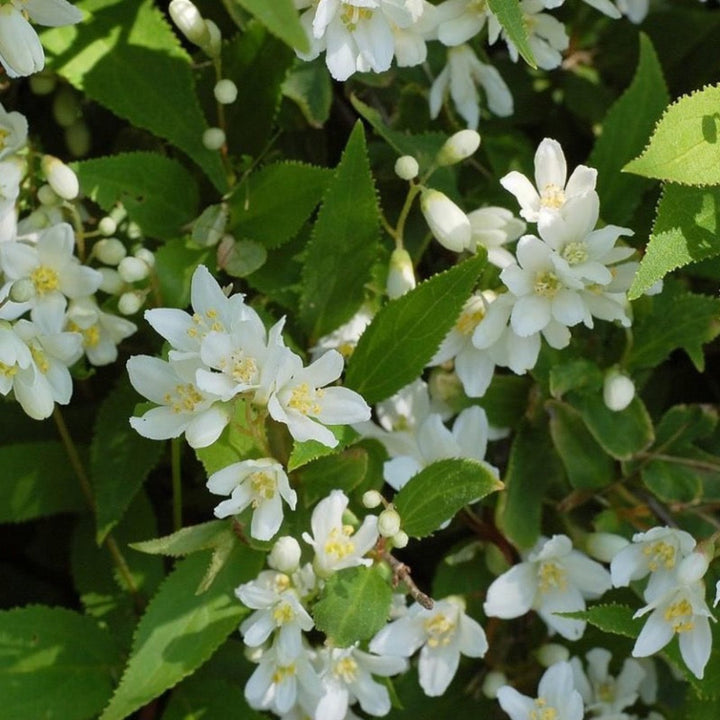 Nikko Dwarf Deutzia with white flowers and mounding green foliage