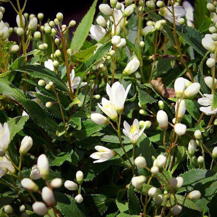 Nikko Dwarf Deutzia with white flowers and mounding green foliage
