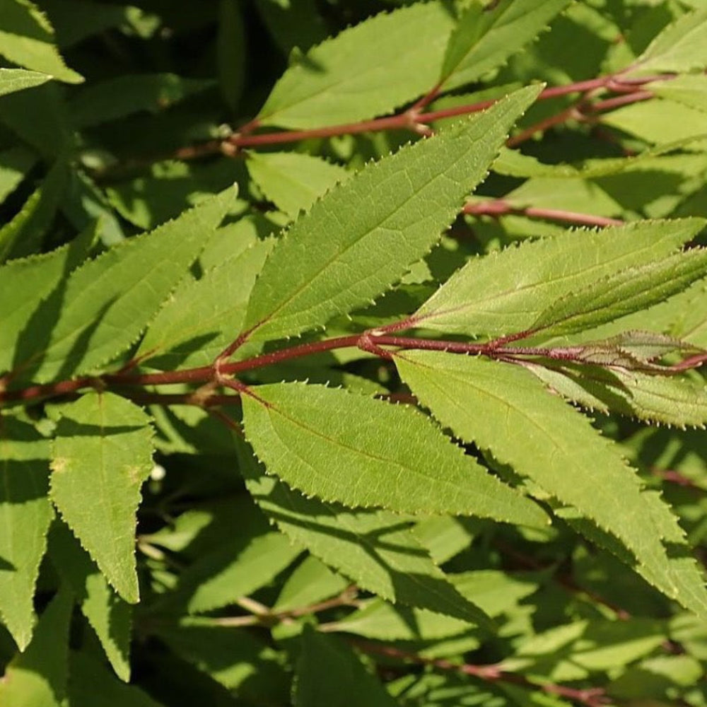 Nikko Dwarf Deutzia with white flowers and mounding green foliage