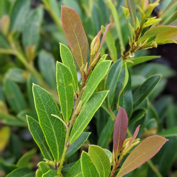 cinnamon girl plant Distylium Cinnamon Girl®