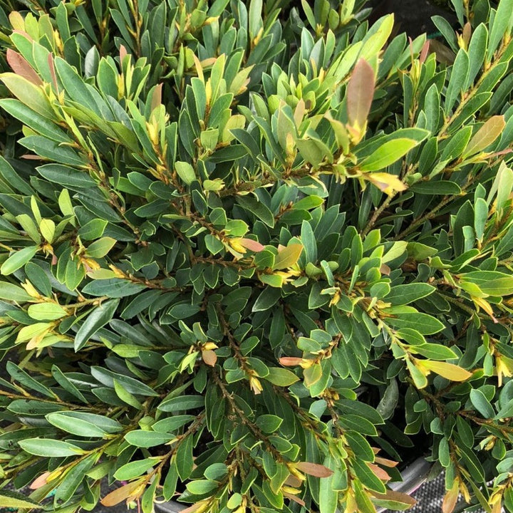 cinnamon girl distylium companion plants Distylium Cinnamon Girl®