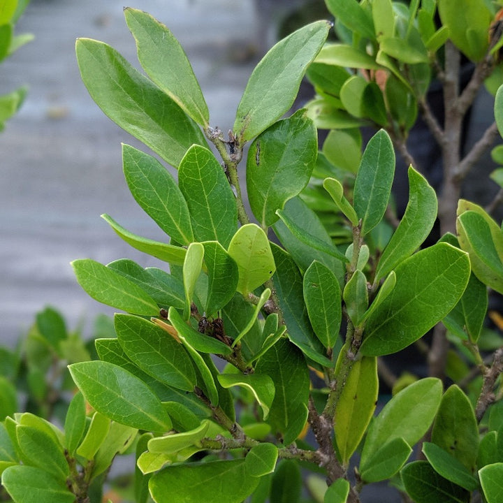Coppertone Distylium with copper new growth and blue green foliage