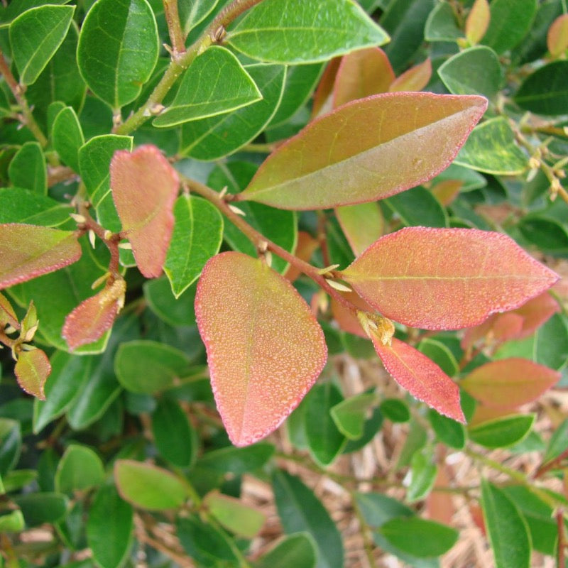 Coppertone Distylium with copper new growth and blue green foliage