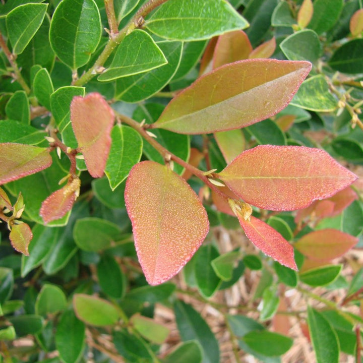 Coppertone Distylium with copper new growth and blue green foliage